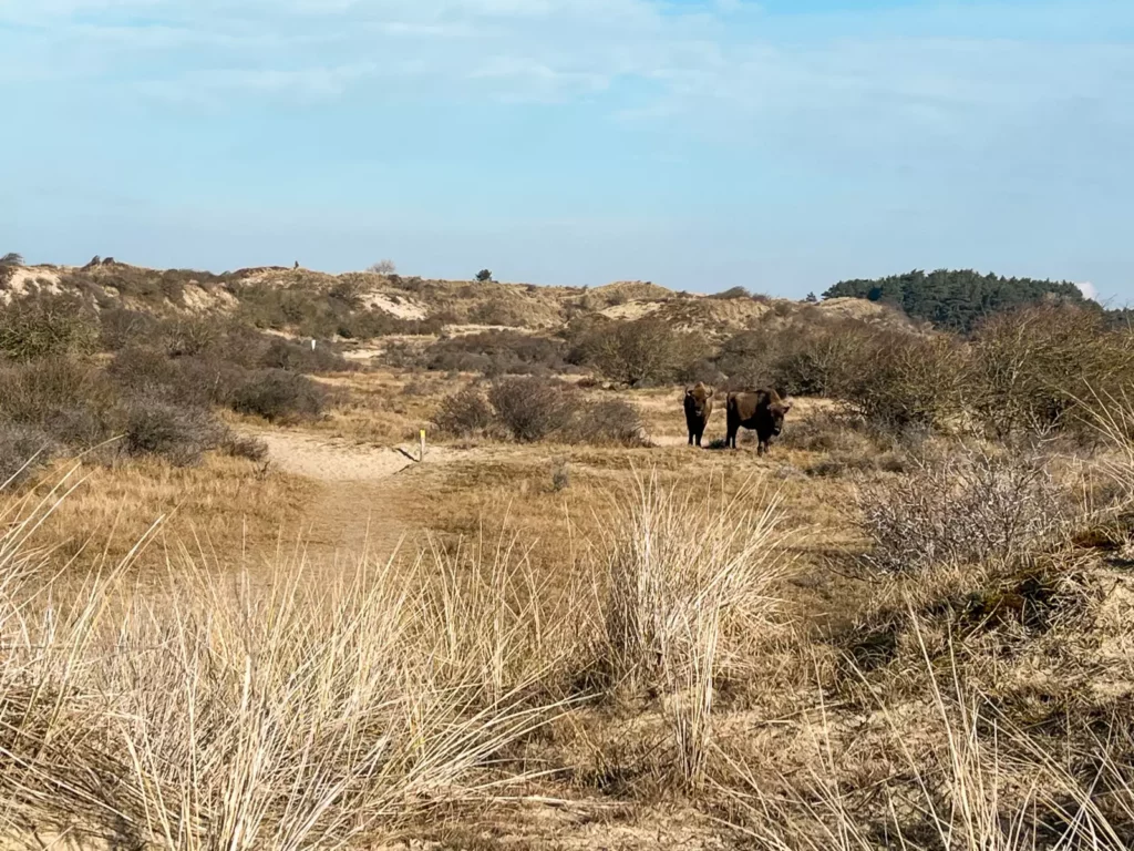 Twee wisenten die door de duinen van zuid-Kennemerland wandelen