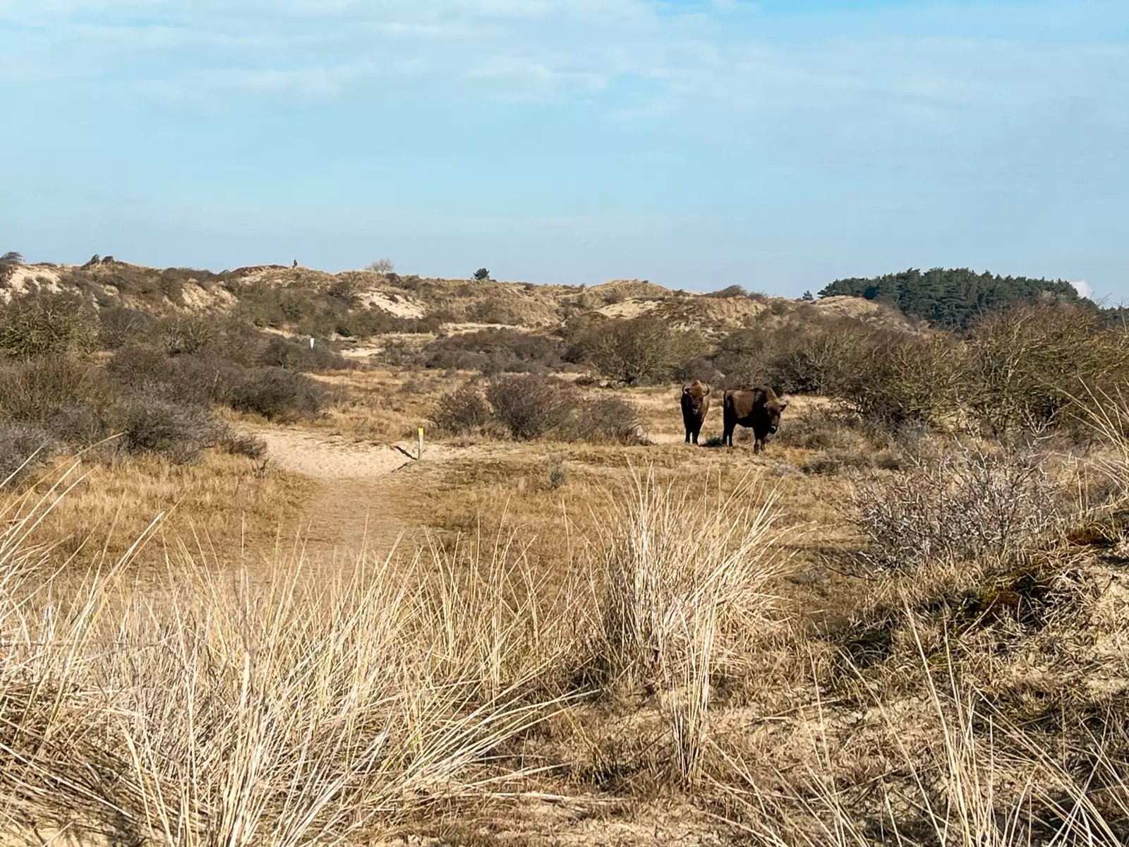 Twee wisenten die door de duinen van zuid-Kennemerland wandelen