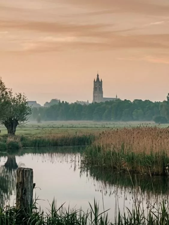 Belfort in de verte met natuur op de voorgrond