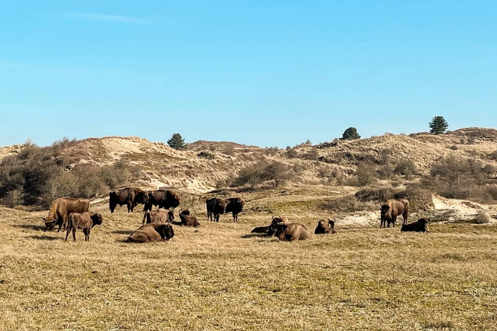 kudde bizons op Kraansvlakte in Zuid-Kennemerland
